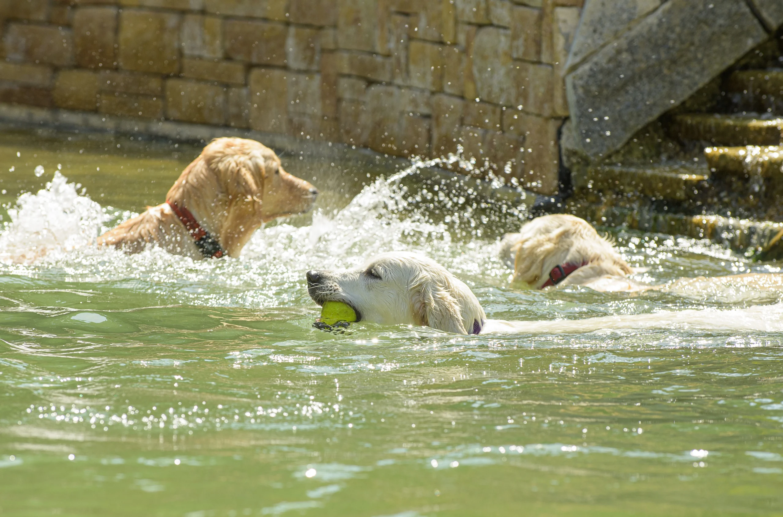Hundebadeteich im Garten von GRUBERS Hundehotel in Gastein