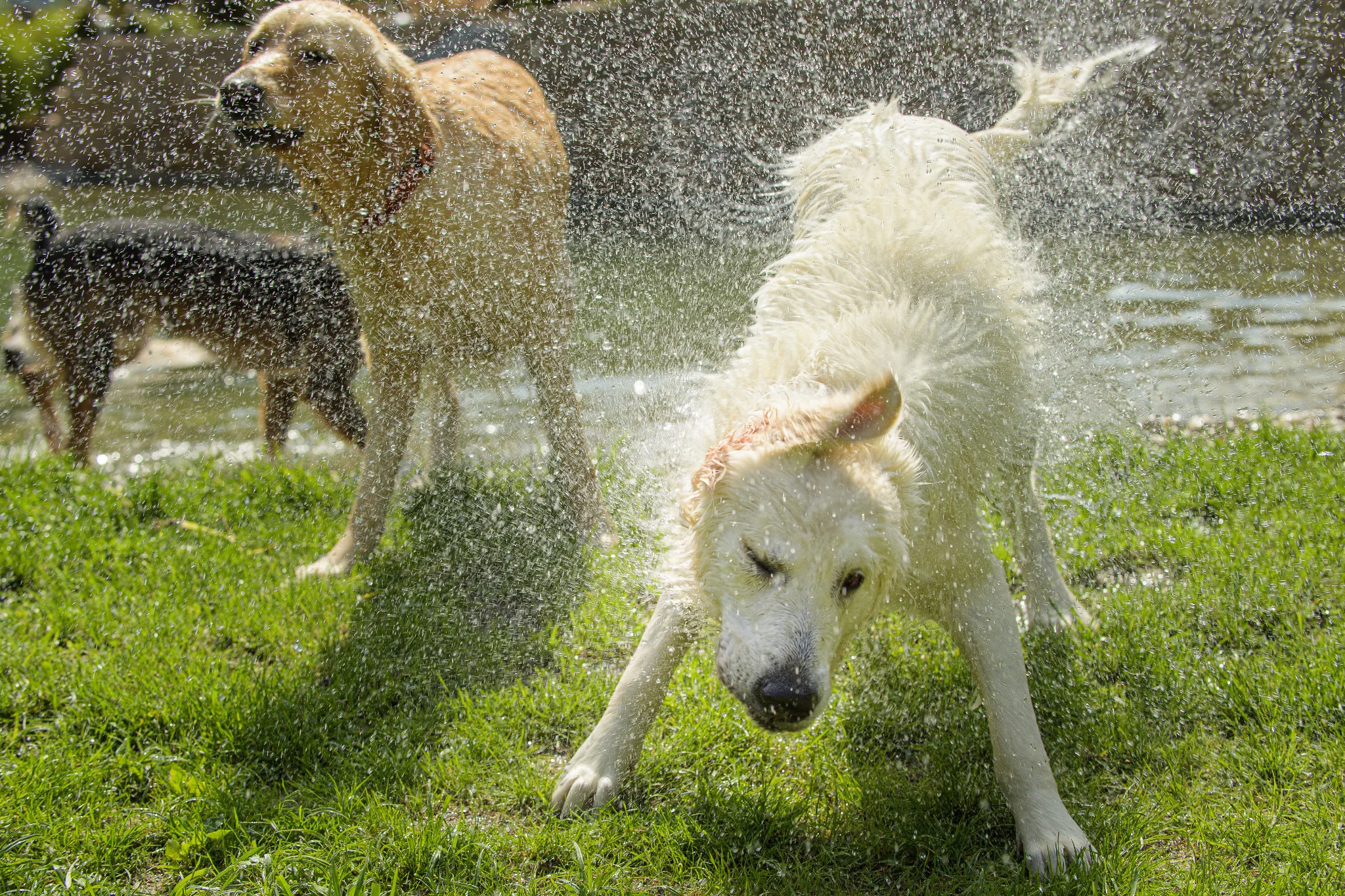 Hund beim Schütteln nach dem Baden im GRUBERS Hotel – Urlaub mit Hund in Österreich mit viel Badespaß“
