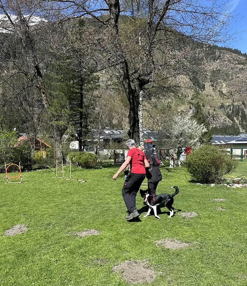 speechless hundetraining