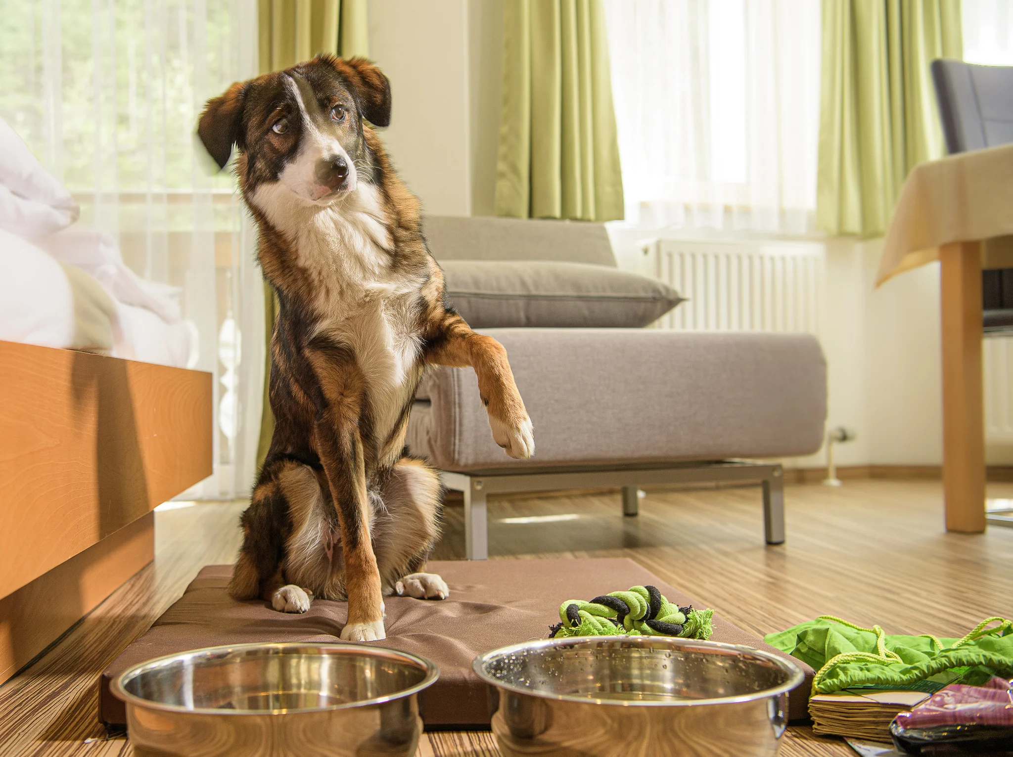 Urlaub mit Hund in Österreich – Hund im GRUBERS Apartment mit Futternäpfen, Spielzeug und gemütlichem Schlafplatz