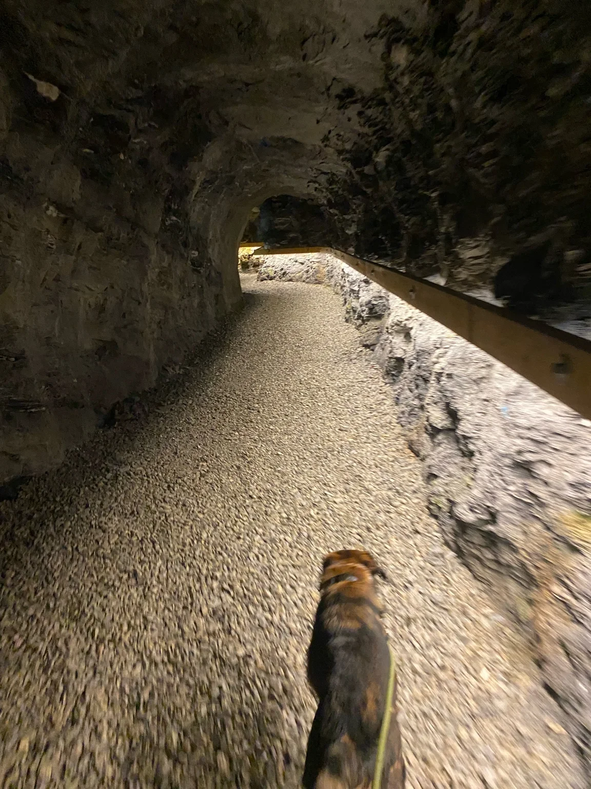 Hund im beleuchteten Tunnel der Gadaunerer Schlucht – leichte Wanderung mit Hund am Gasteiner Höhenweg