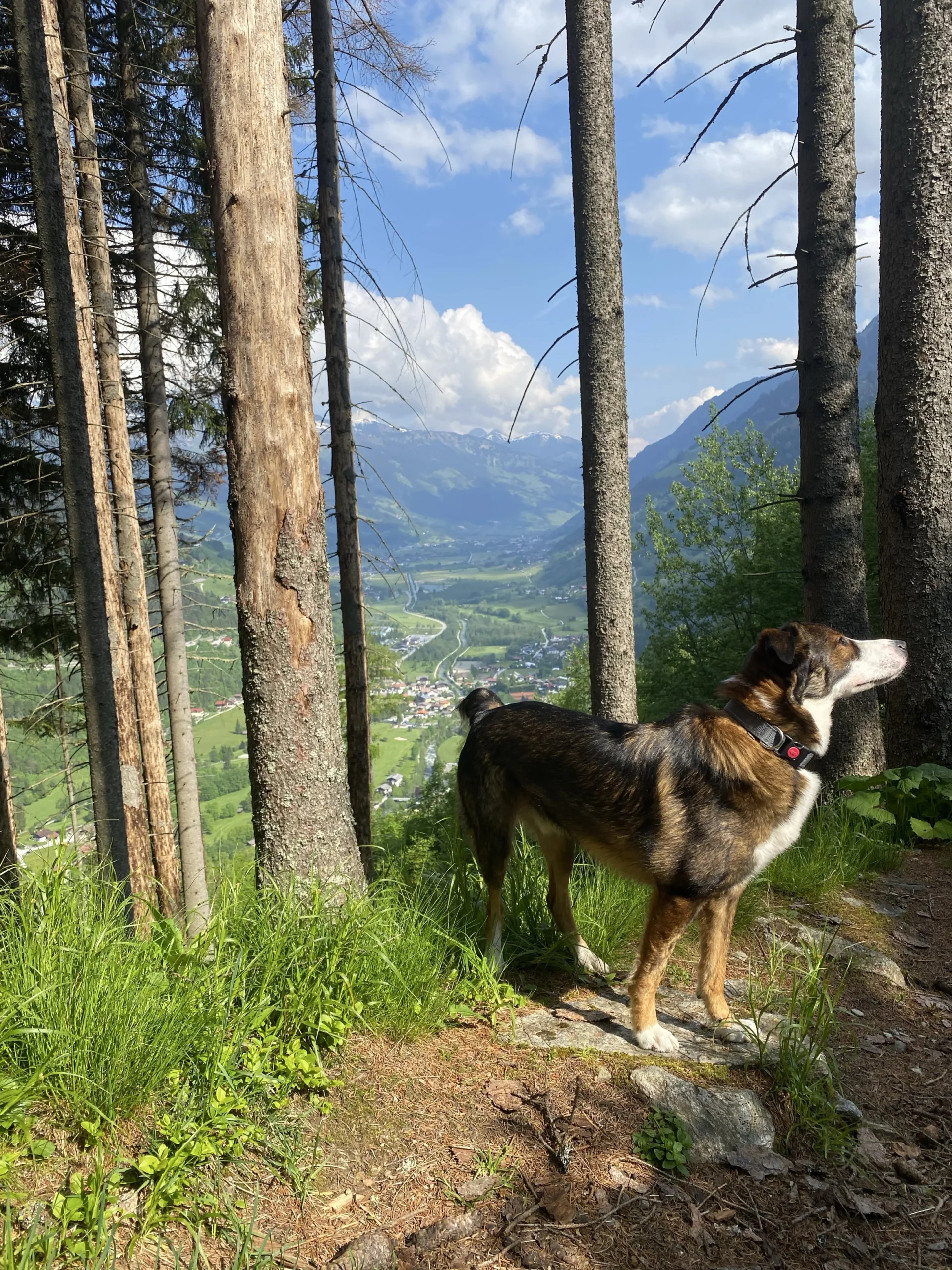 Hund auf Waldweg mit Blick ins Gasteinertal – leichte Wanderung mit Hund in Bad Gastein