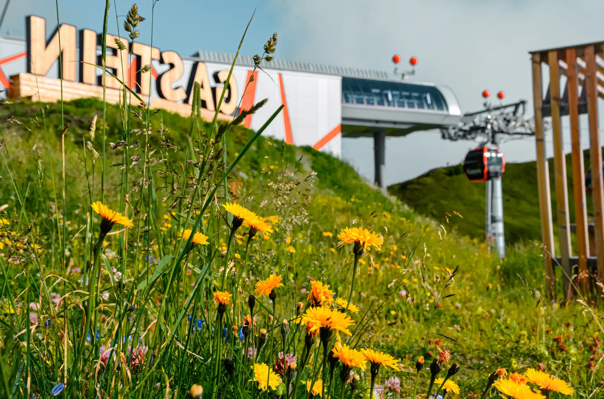 Blumenwiese am Wanderweg zur Schlossalmbahn in Bad Hofgastein – perfekter Ausflug mit Hund im Sommer