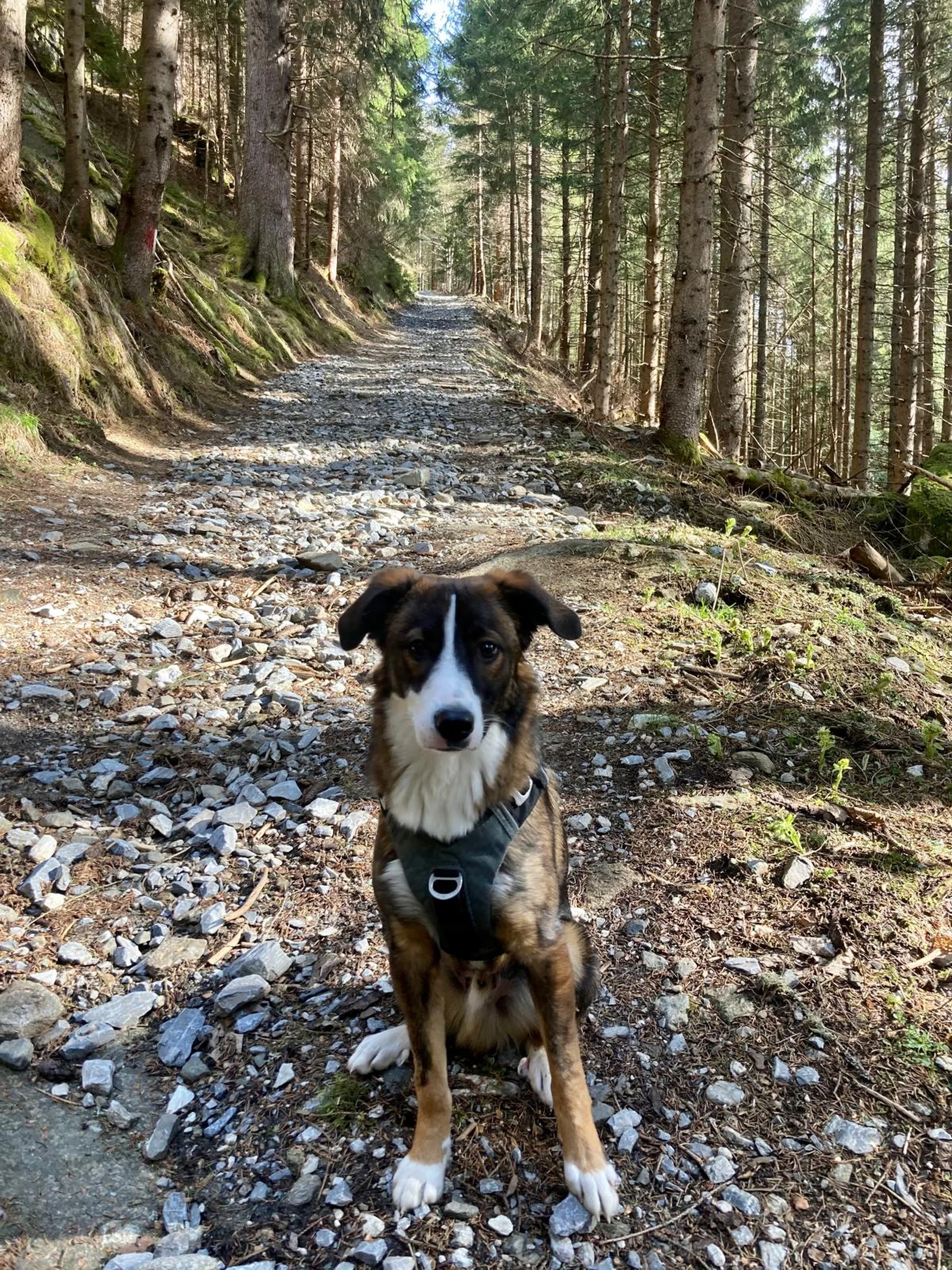 Böcksteiner Waldweg mit Hund – beliebte Gassirunde ab Hotel in Bad Gastein