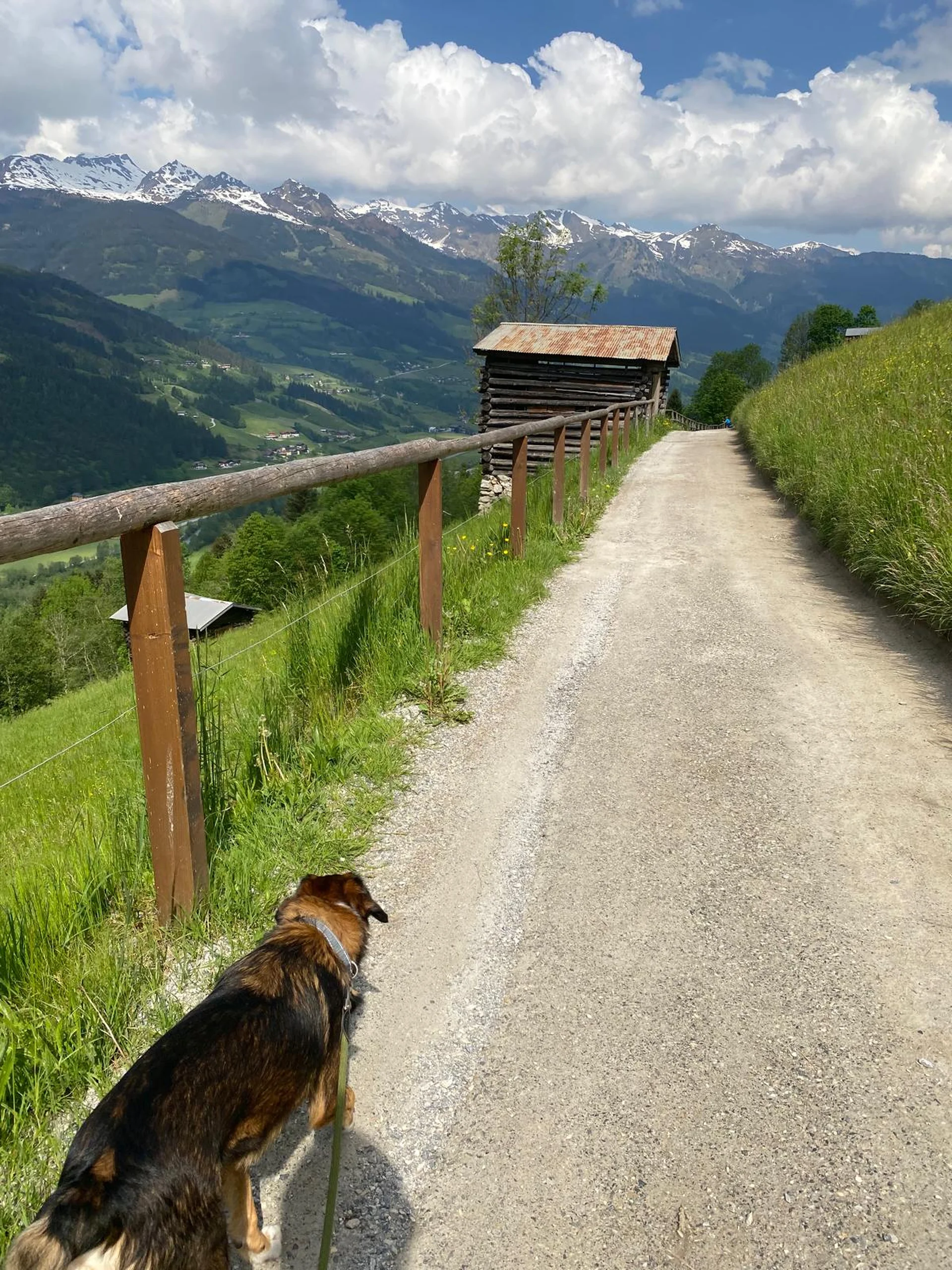 Flacher Spazierweg mit Hund auf der Kaiser-Wilhelm-Promenade in Bad Gastein – Panoramablick