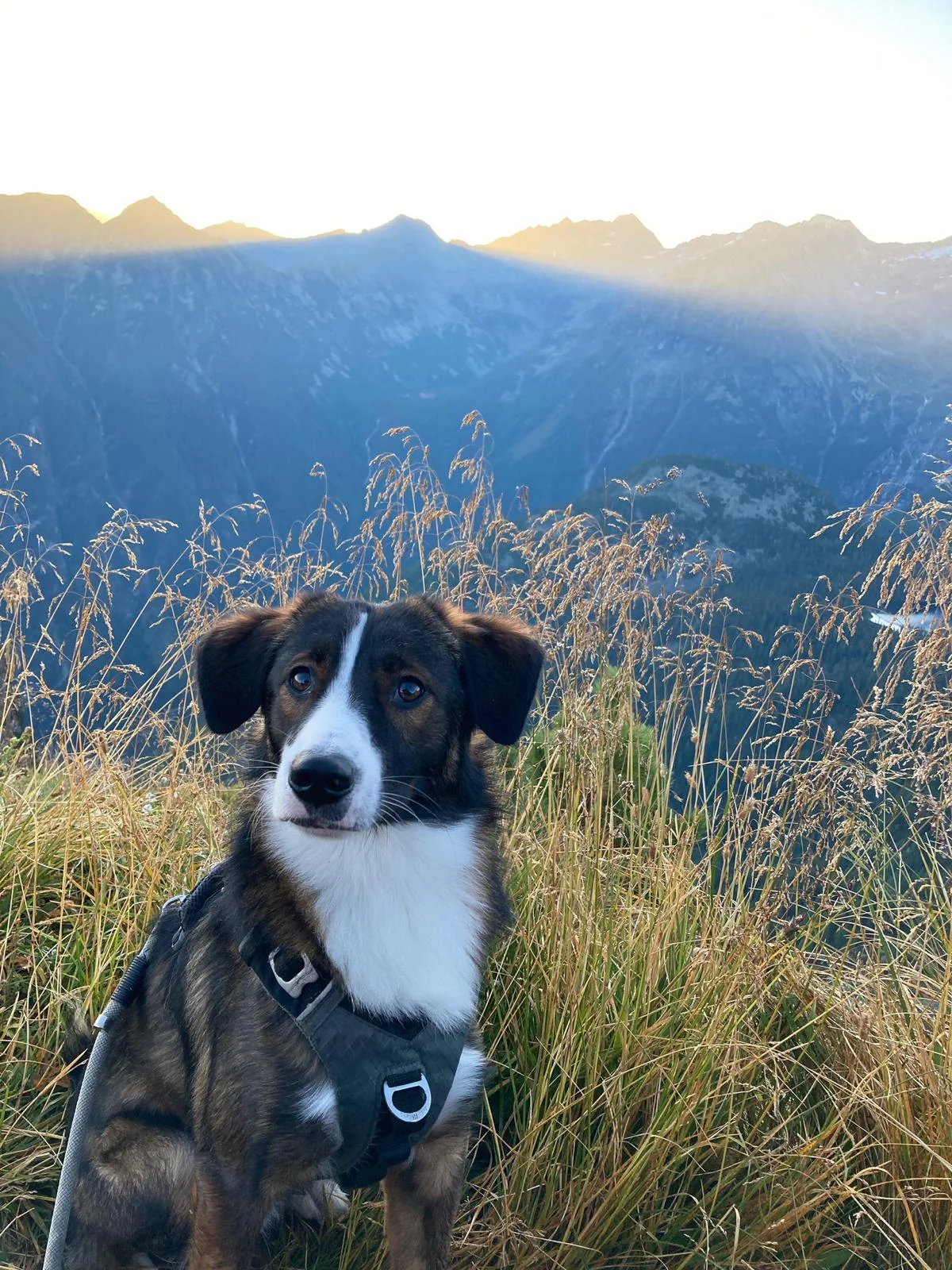 Sommerurlaub mit Hund in Gastein – Hund sitzt am Berg bei Sonnenuntergang