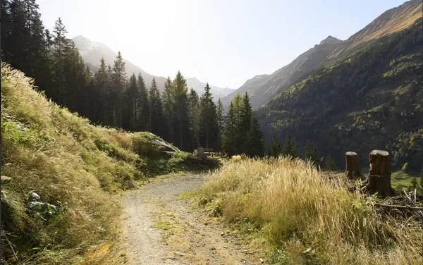 Böcksteiner Waldweg mit Hund – schattige Forstrunde ab Hotel